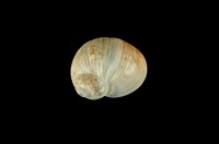 藏品(小灰玉螺)的圖片